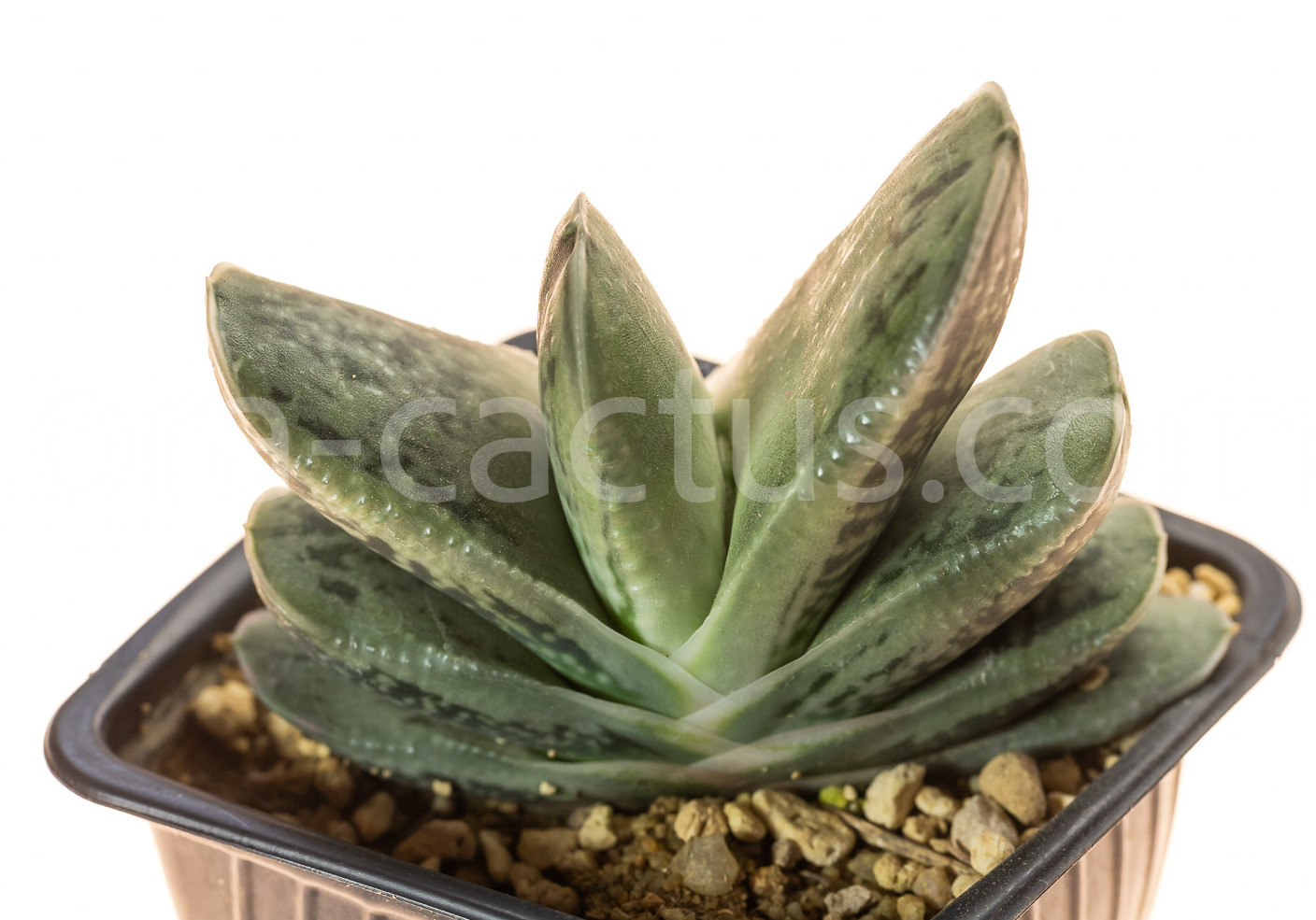 Gasteria-bicolor-Frost-3