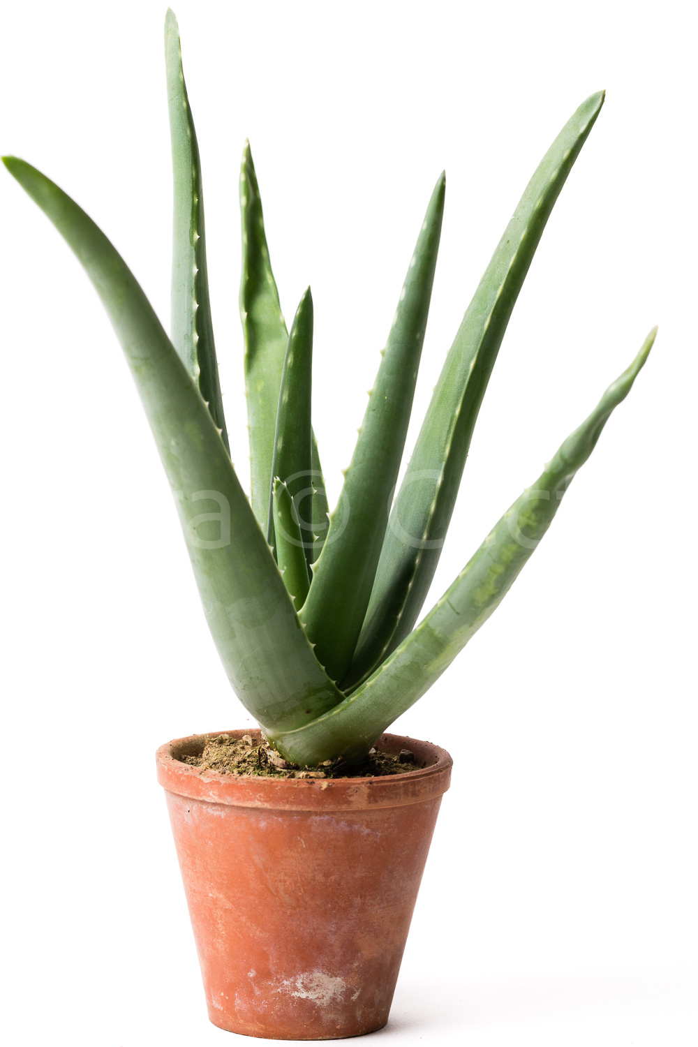 AloeVera-98919