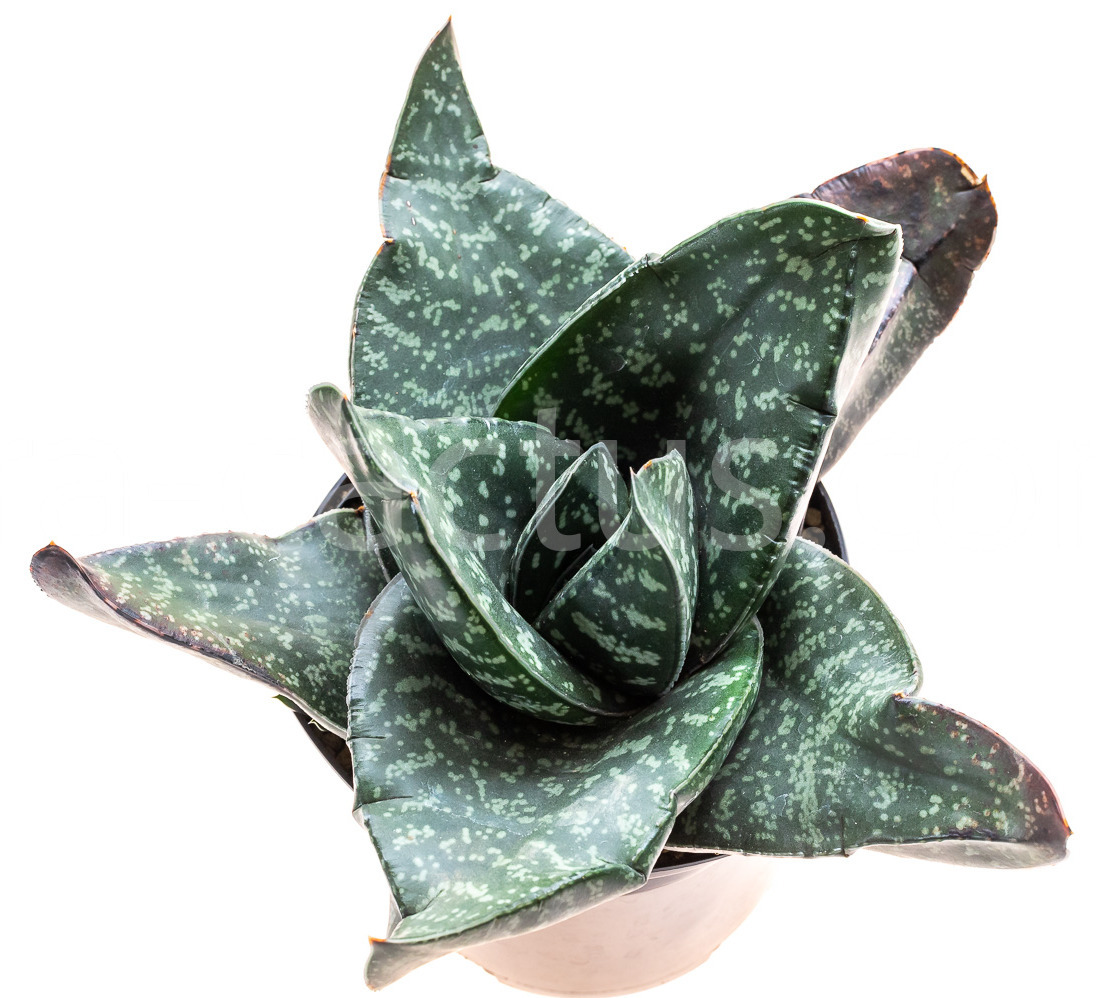 Gasteria-excelsa-Cala-4