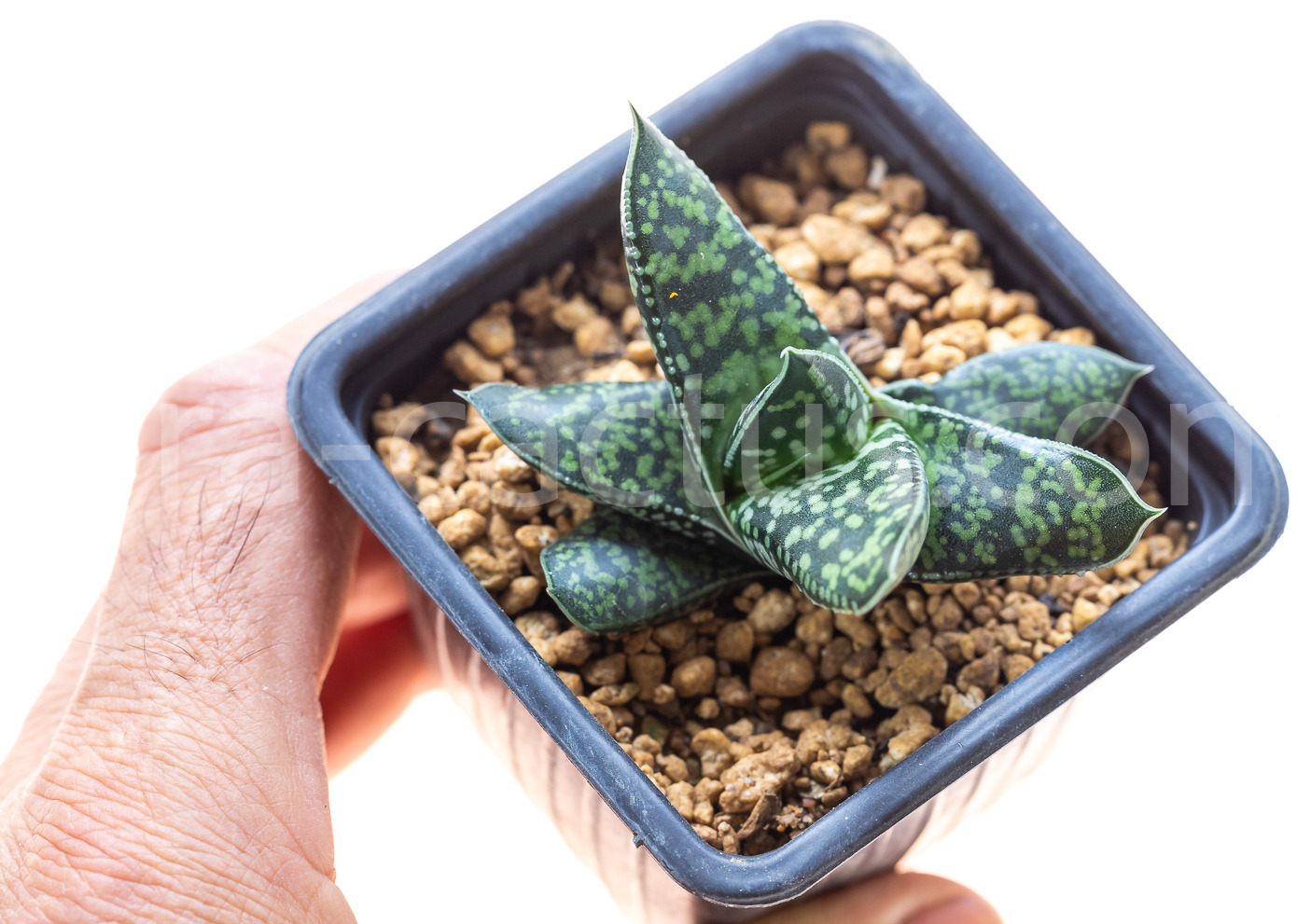 Gasteria-bicolor-liliputana-Squat-2