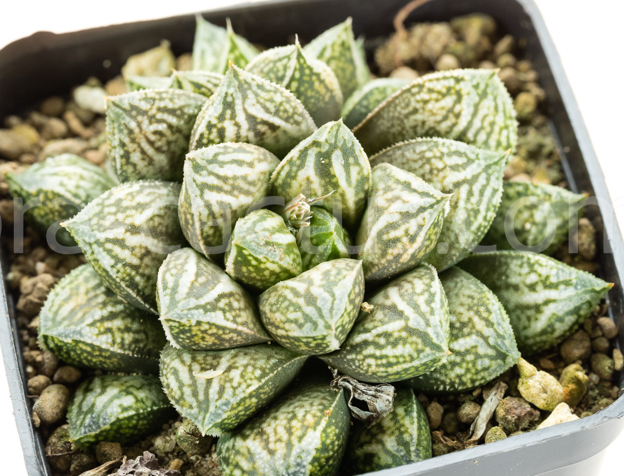 Haworthia-Injabulo-2