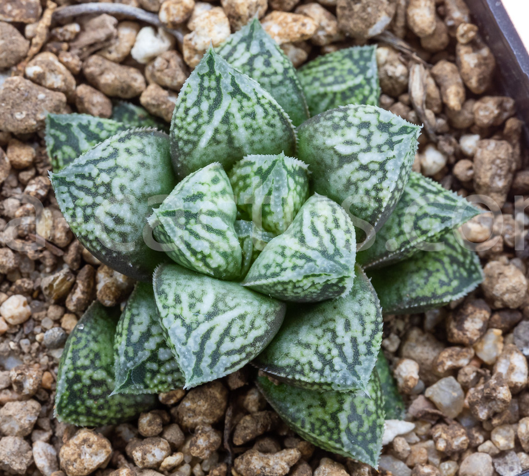 Haworthia-Injabulo-10