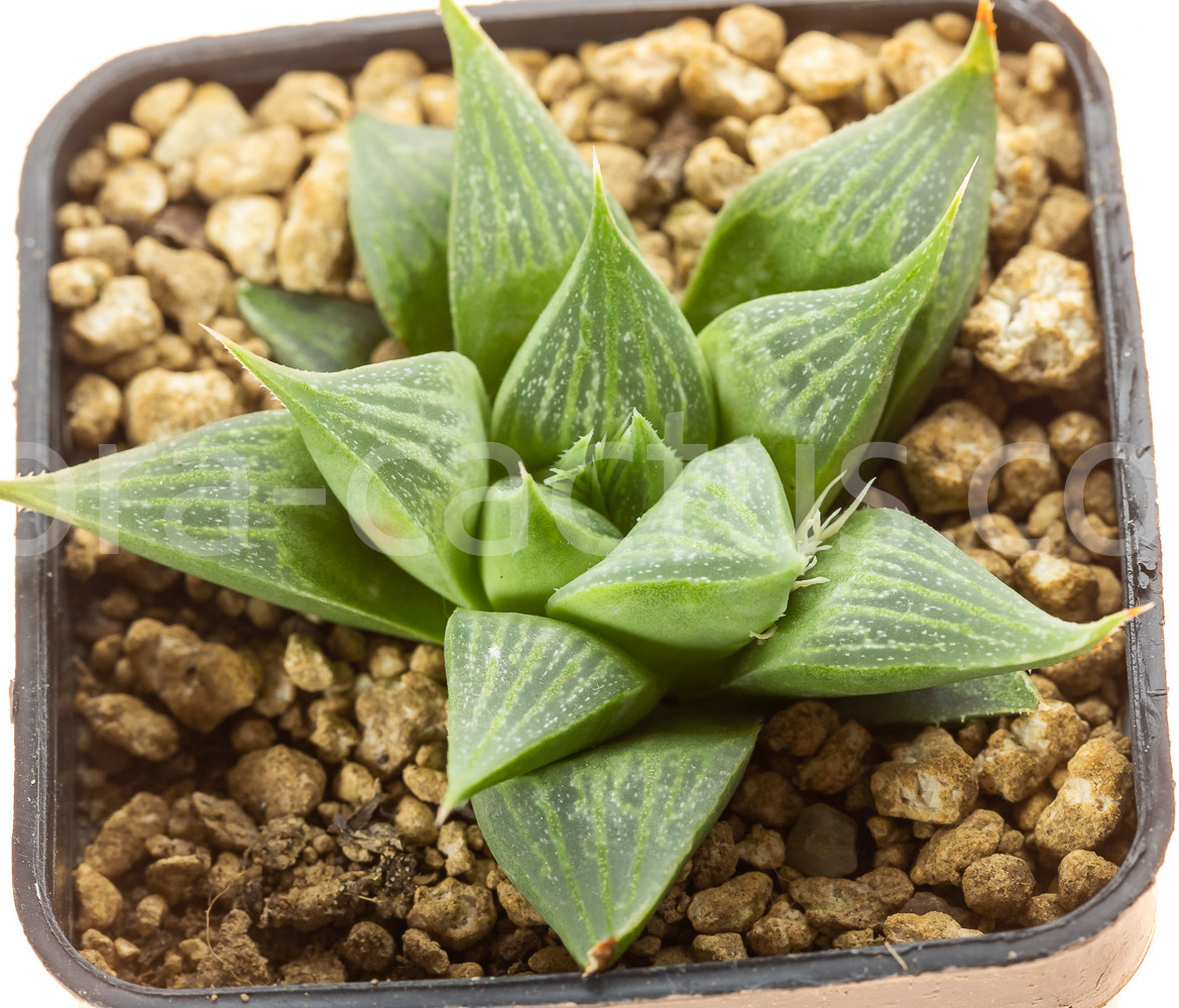 Haworthia-magnifica-acuminata-VA3211-1