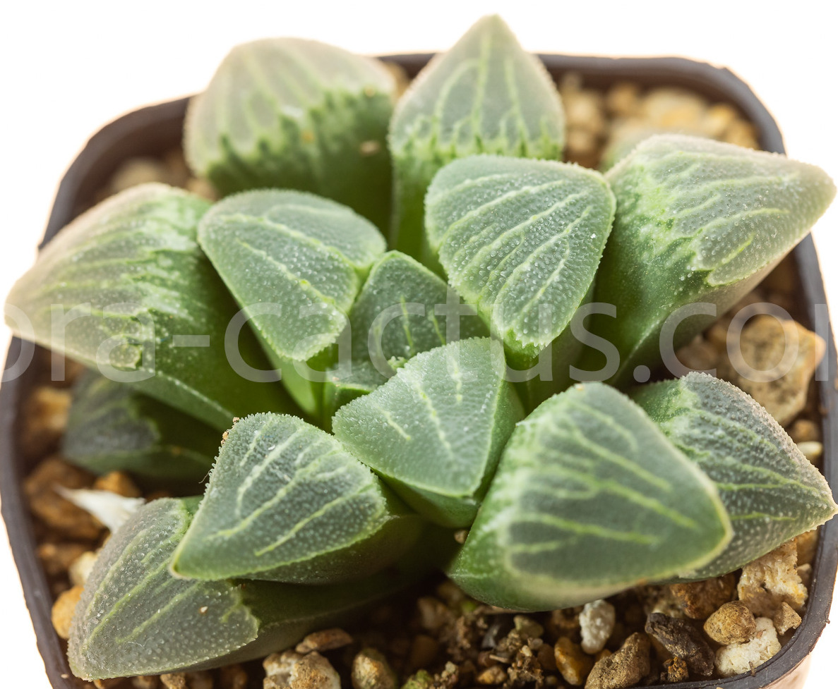 Haworthia-pygmaea-crystallina-4