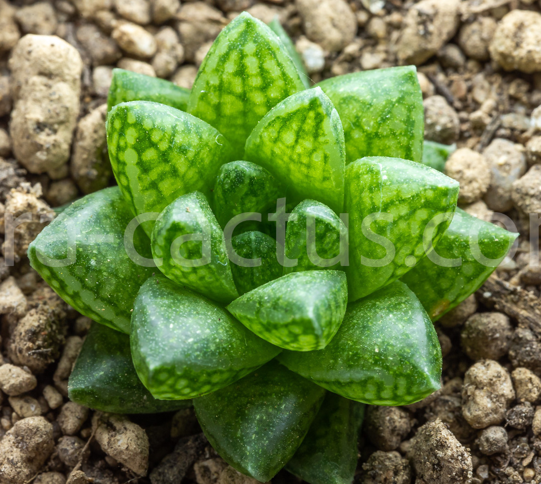 Harworthia-reticulata-hurlingii -6