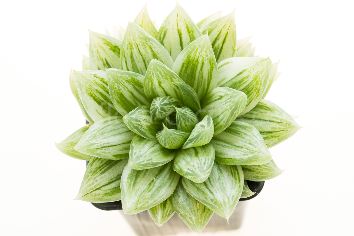 Haworthia-cymbiformis-Grey-Green-Variegated-5