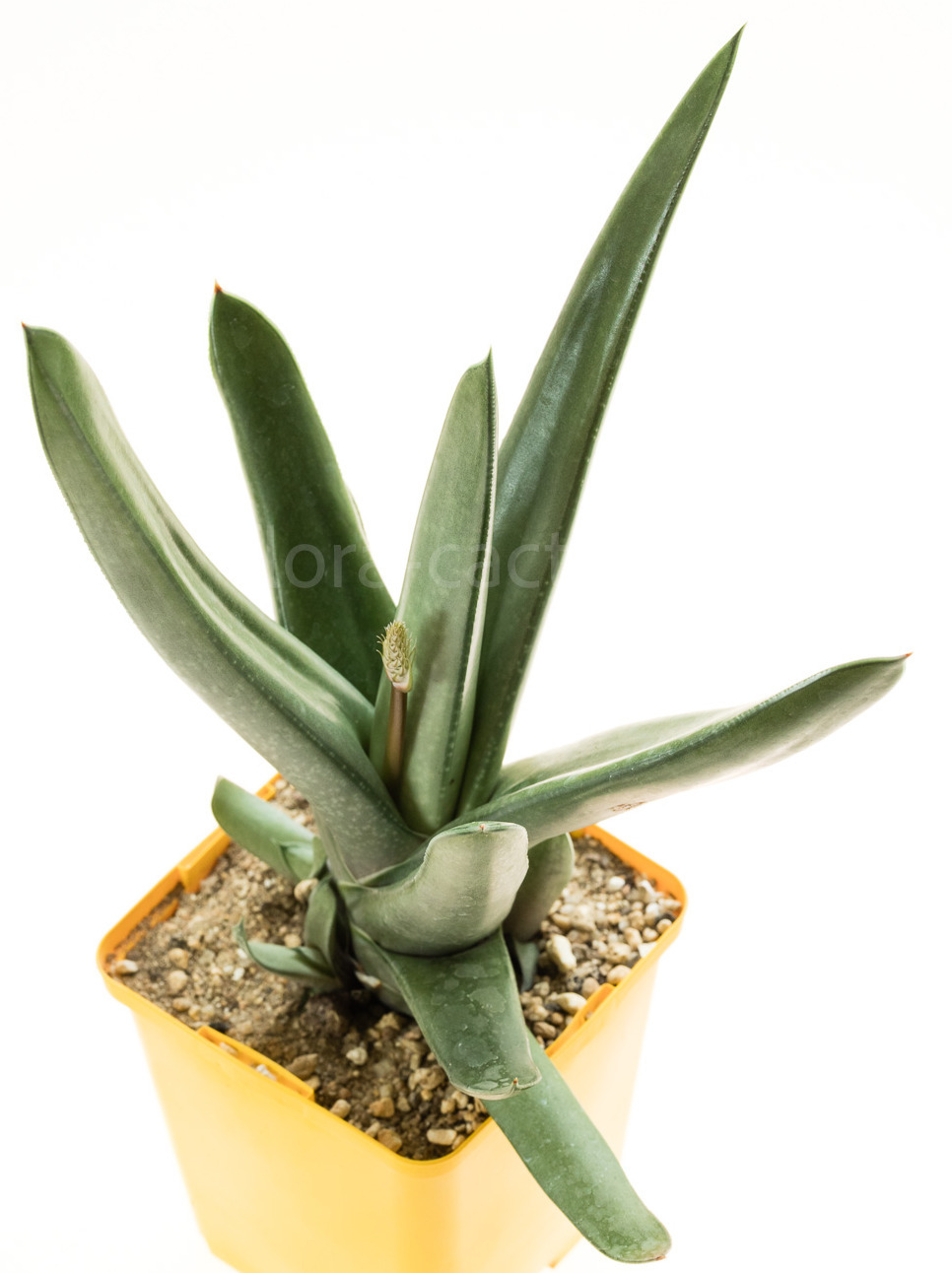 Gasteria-Bunny-Silver-2