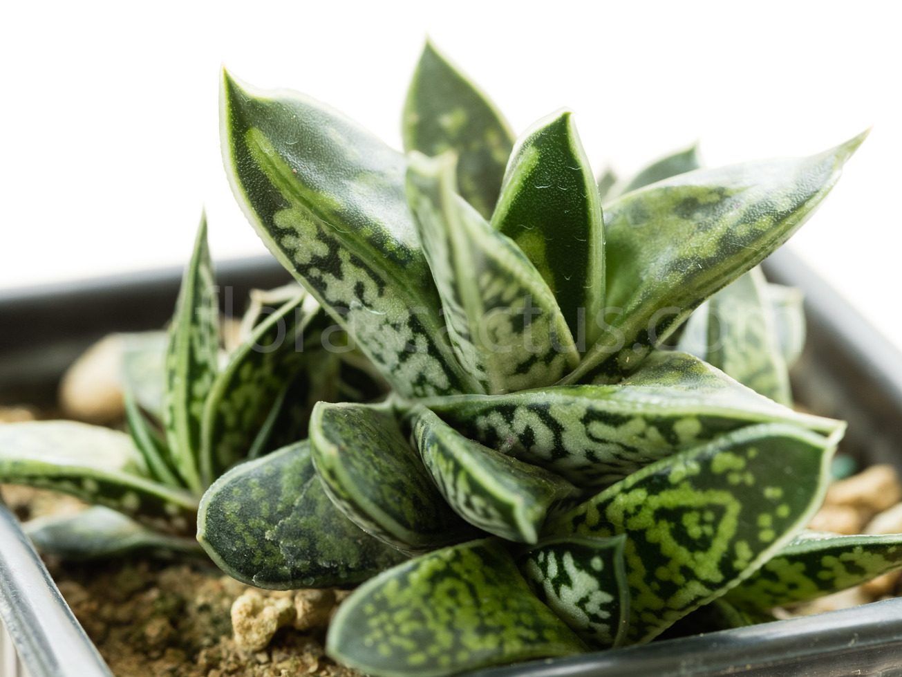 Gasteria-bicolor-liliputana-2