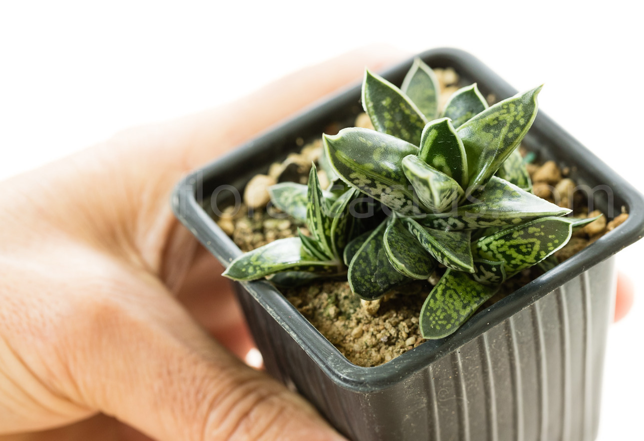 Gasteria-bicolor-liliputana-1