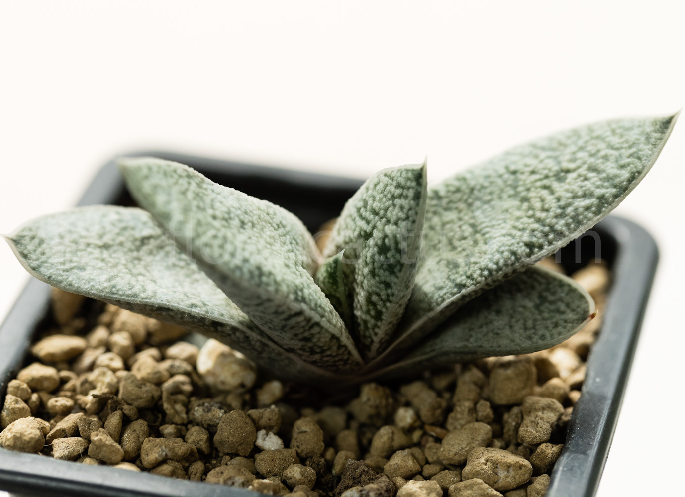 Gasteria-glauca-Van-Jaarsveld14670-1