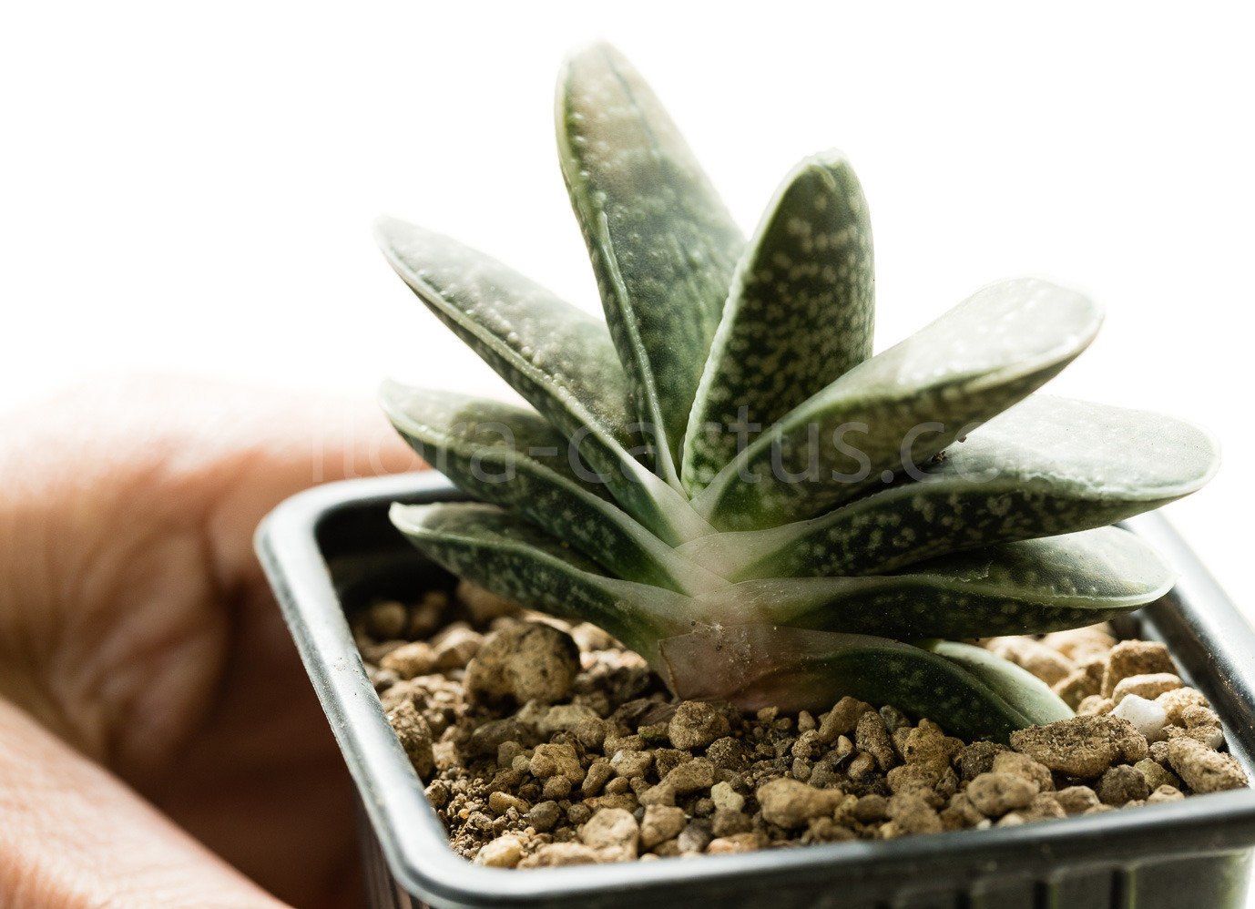 Gasteria-obtusifolia-Pink-Variegata-2