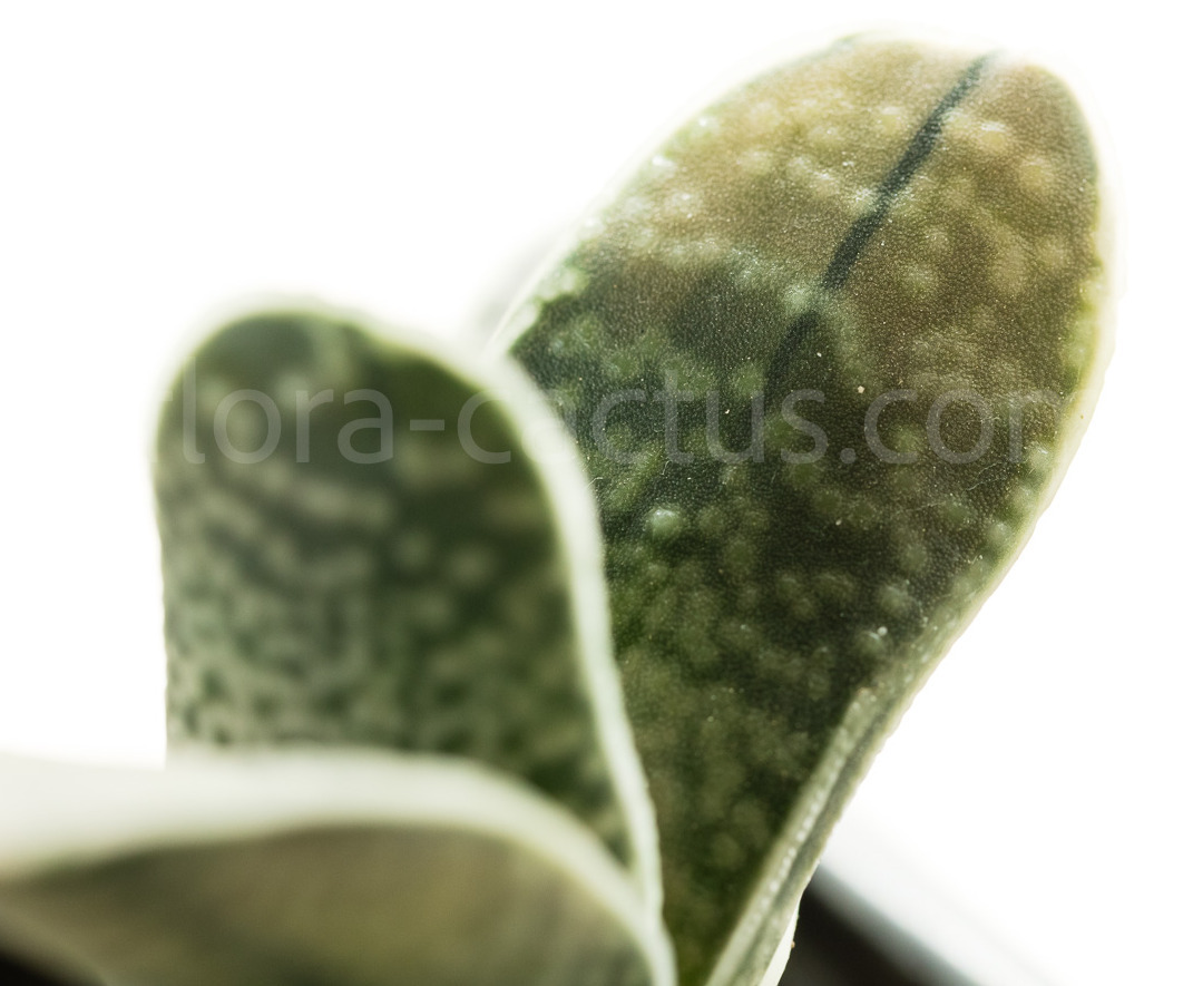 Gasteria-obtusifolia-Pink-Variegata-1