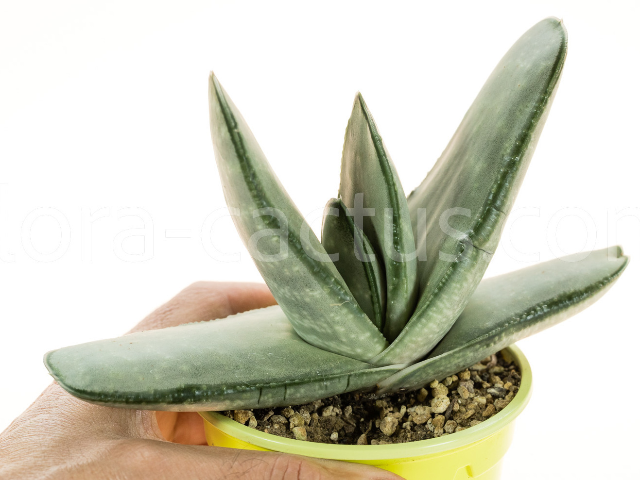 Gasteria-Blue-Ox-4