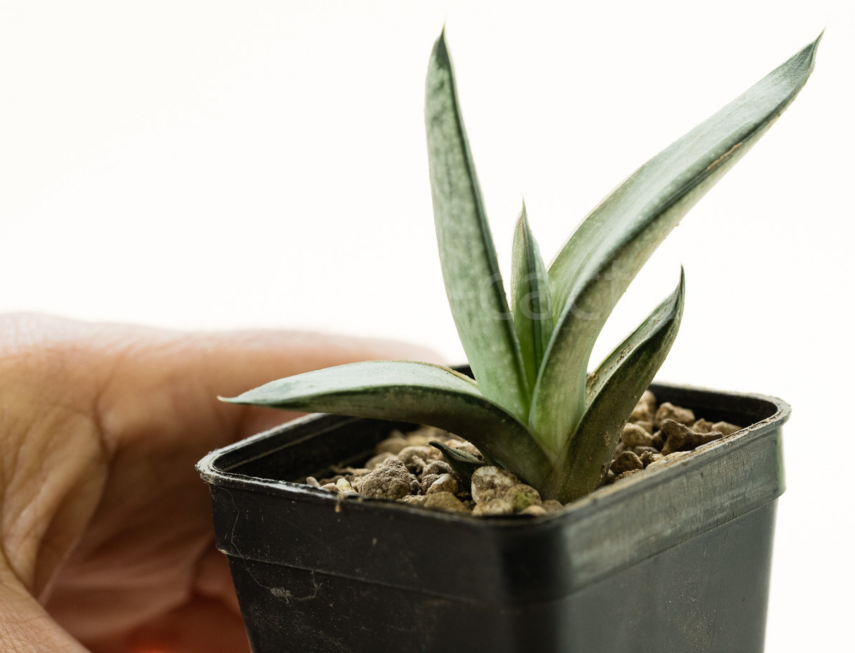 Gasteria-Blue-Ox-6