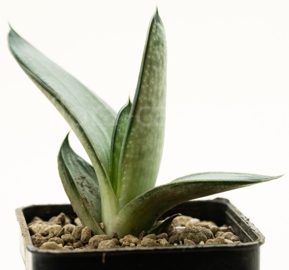 Gasteria-Blue-Ox-5