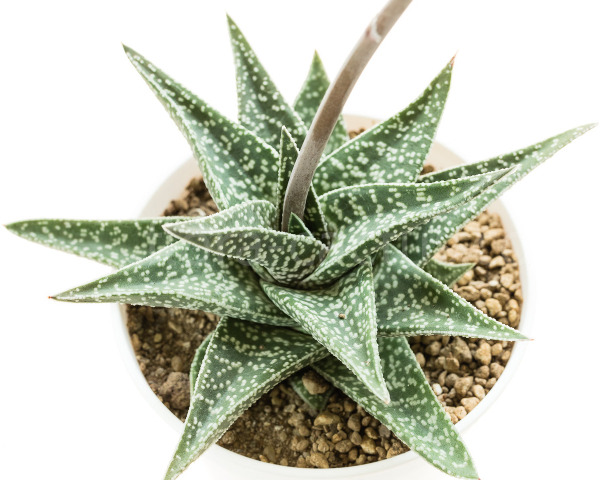 Gasteraloe-Aveo-3