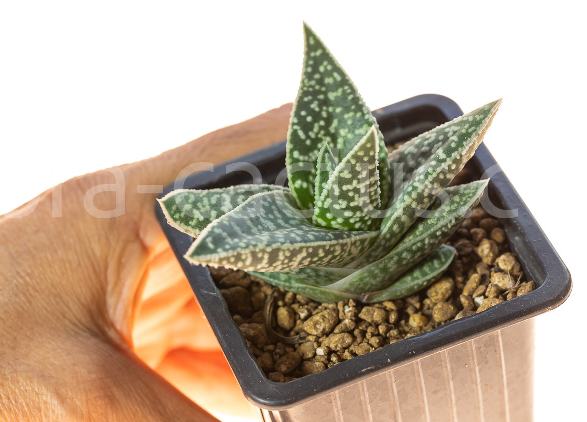 Gasteraloe-Aveo-1