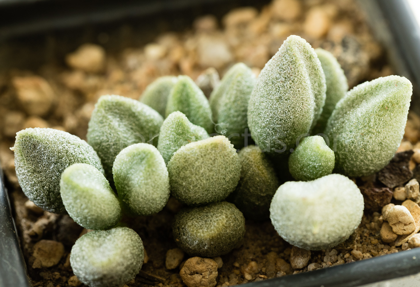 Adromischus-marianiae-alveolatus-1