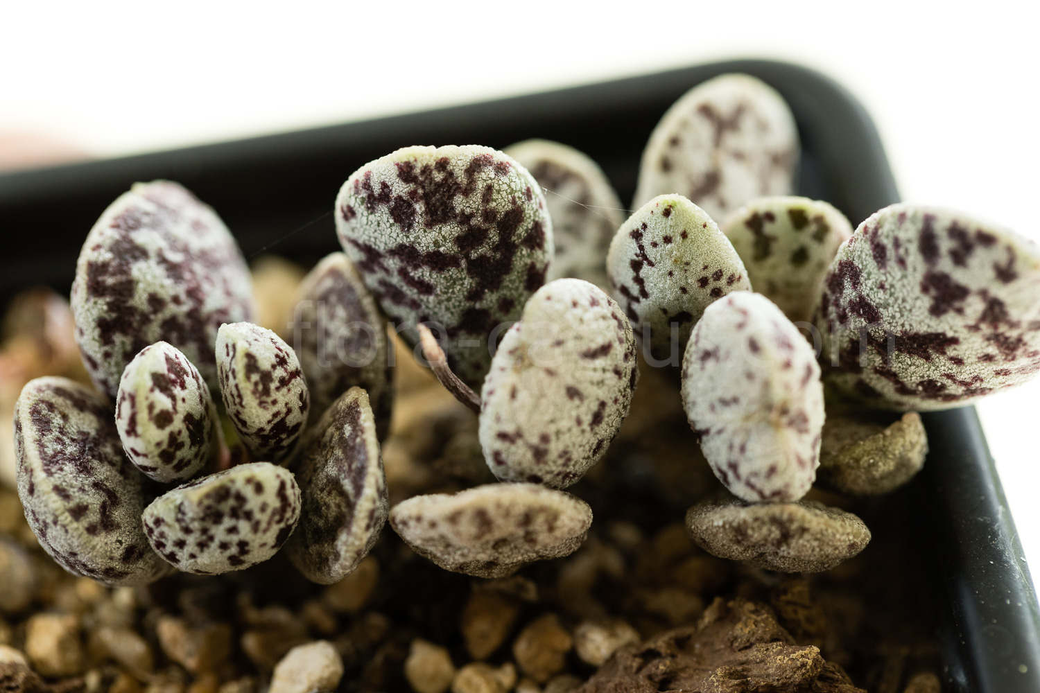 Adromischus-marianiae-Brian-Makin-1