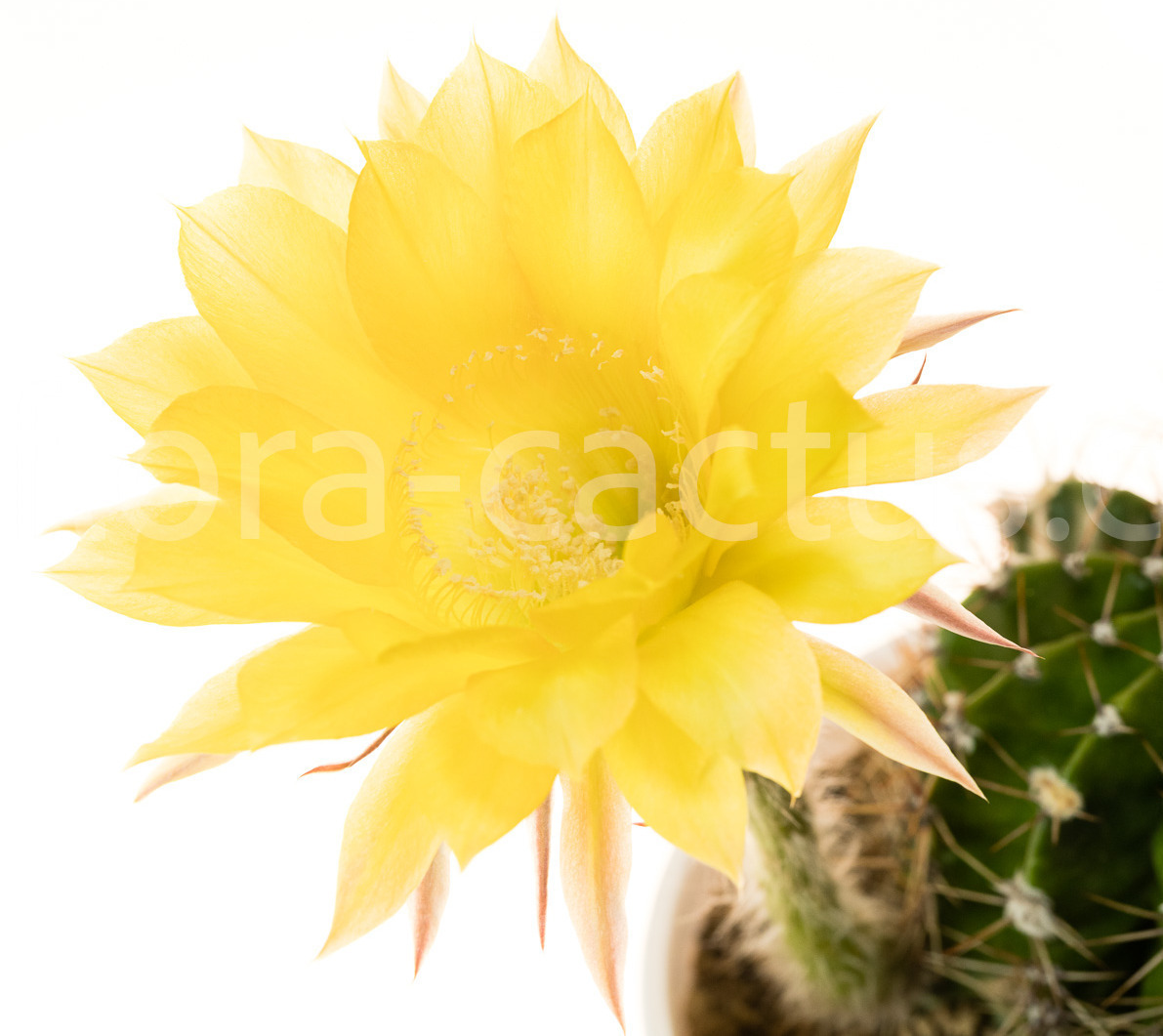 Echinopsis_Lemon_Pie-1