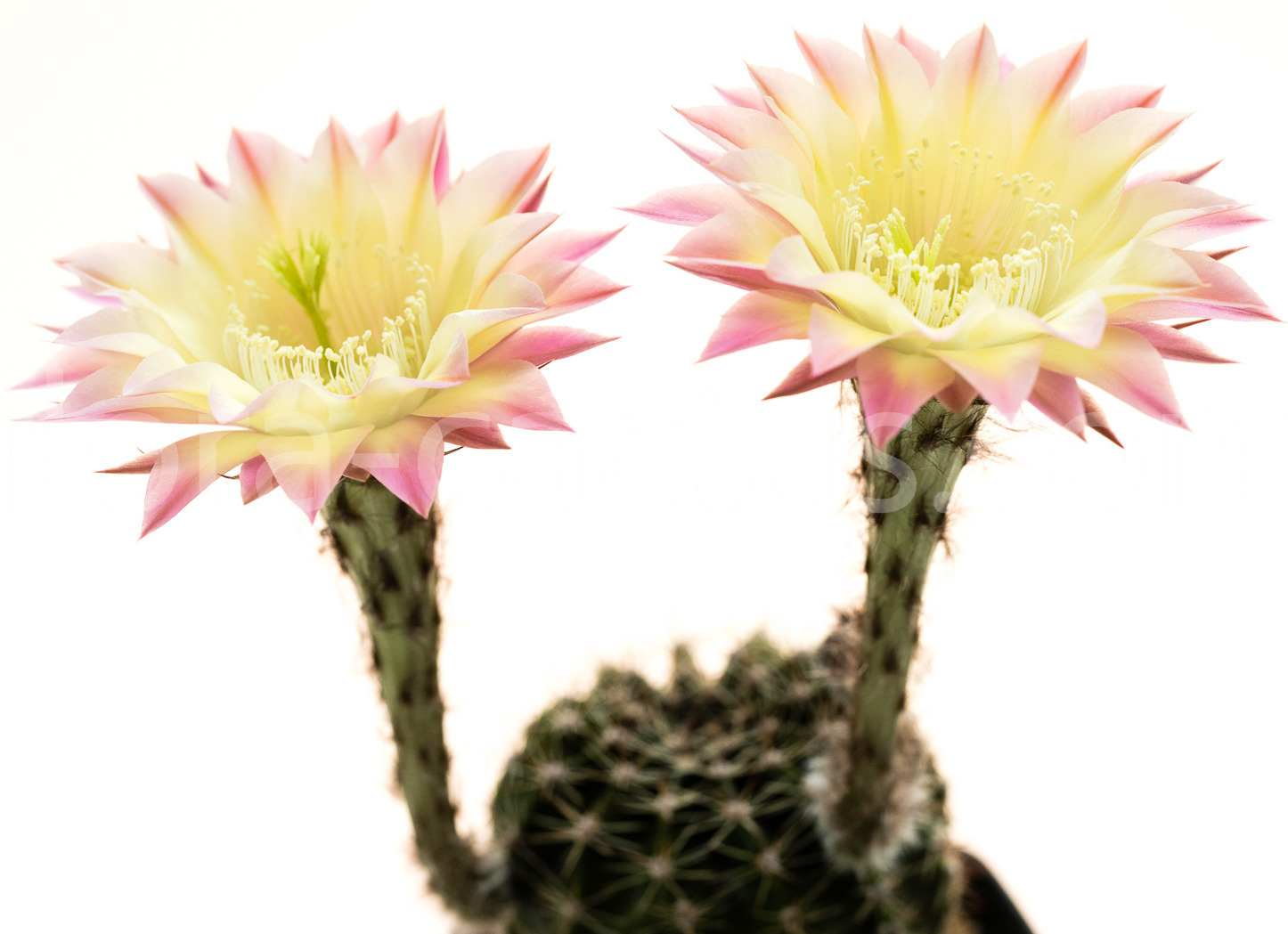 Echinopsis_Shades_of_Bourne-2