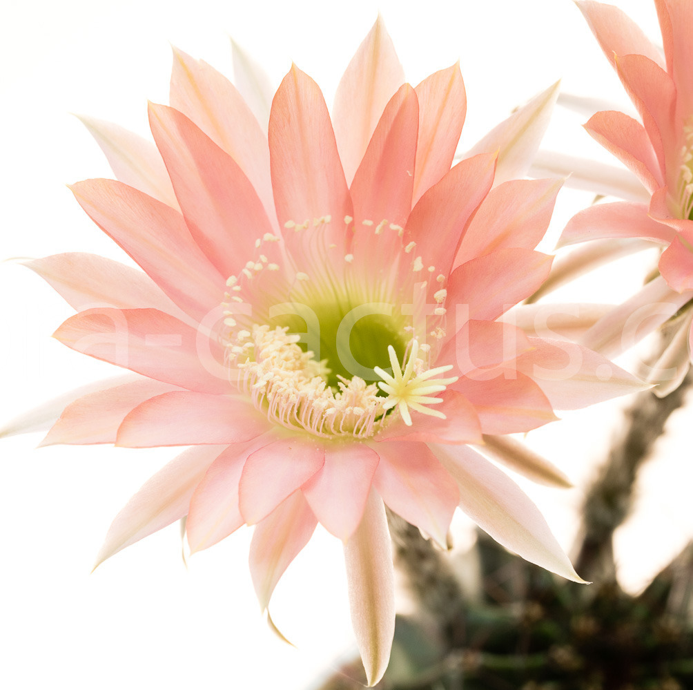 Echinopsis_Ottilie-2