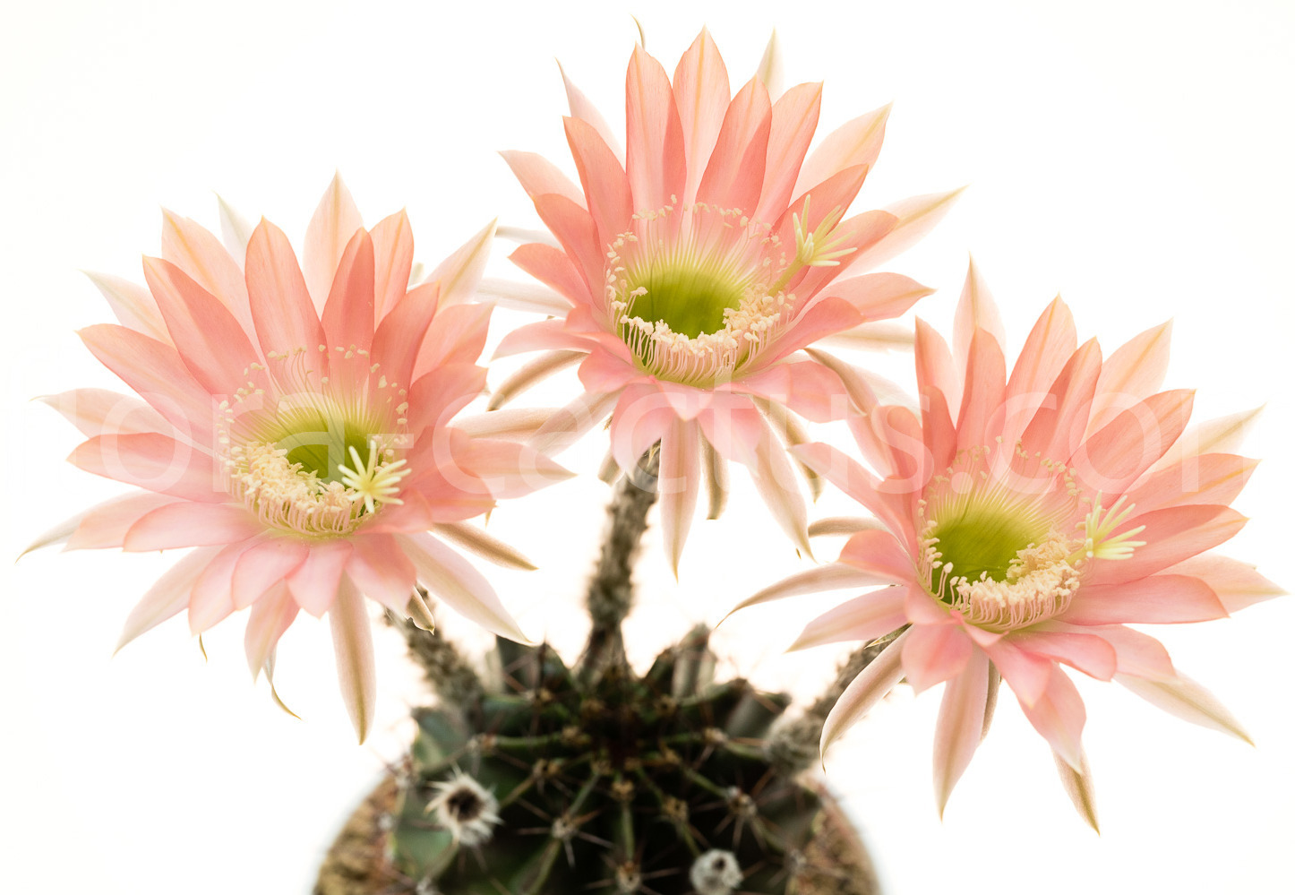 Echinopsis_Ottilie-1