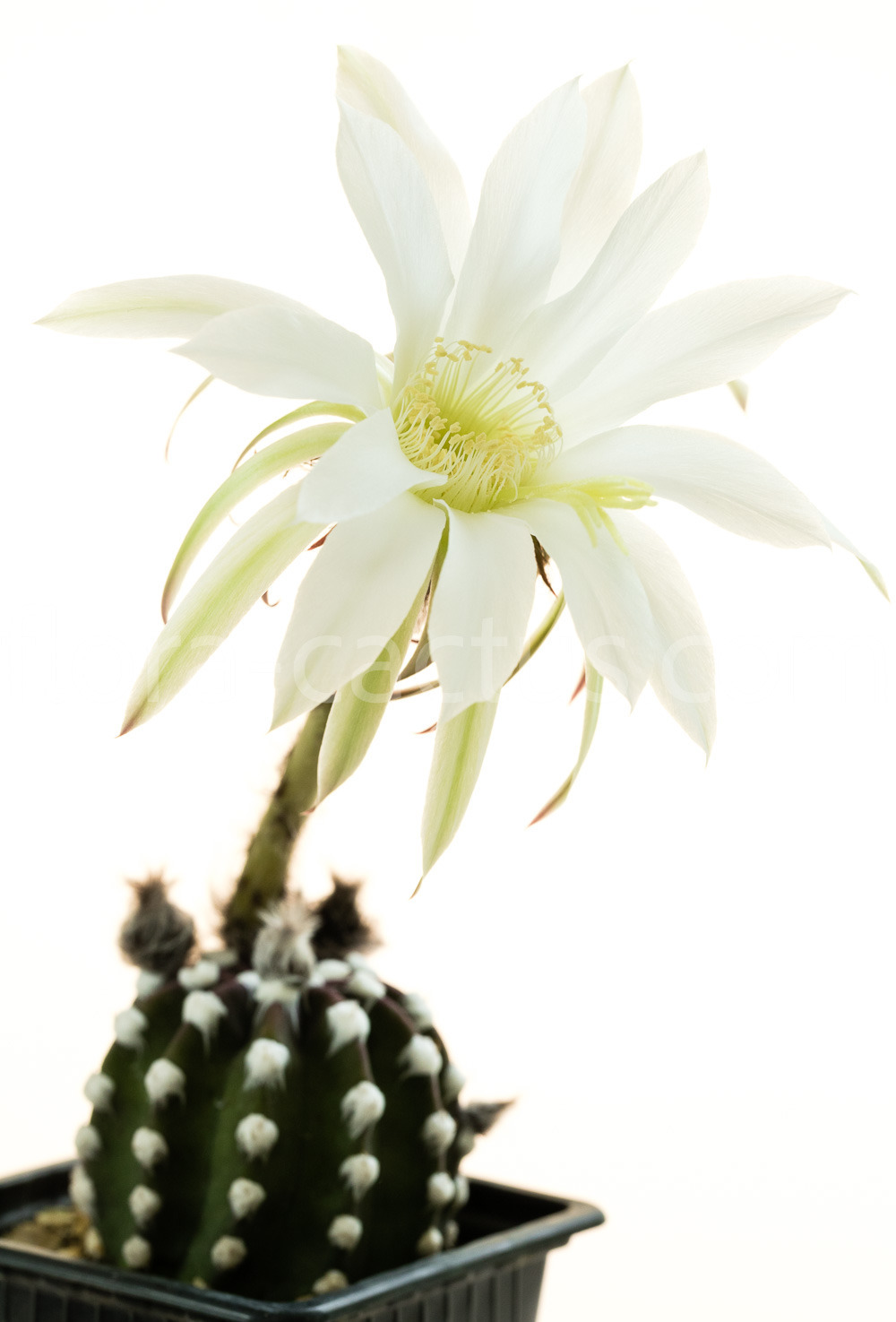 Echinopsis_subdenudata_Fuzzy_Navel-1