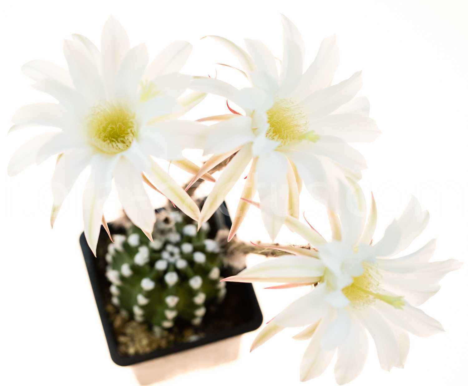 Echinopsis_subdenudata_Fuzzy-Navel-2
