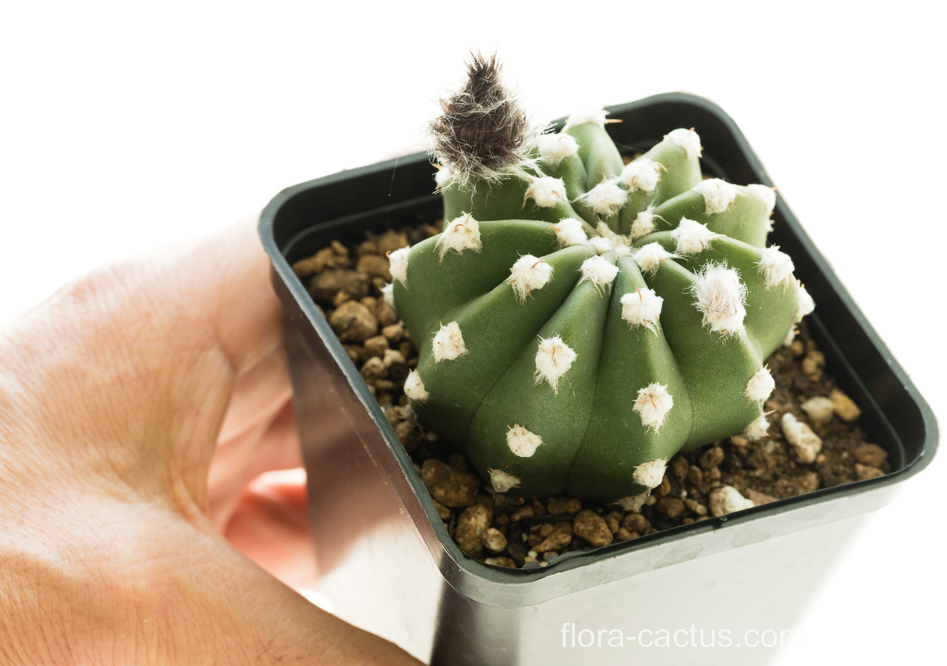 Echinopsis_Fuzzy_Navel1