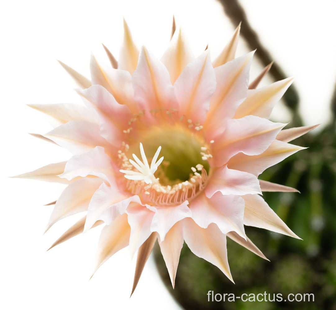 Echinopsis_Mystic _Moon2