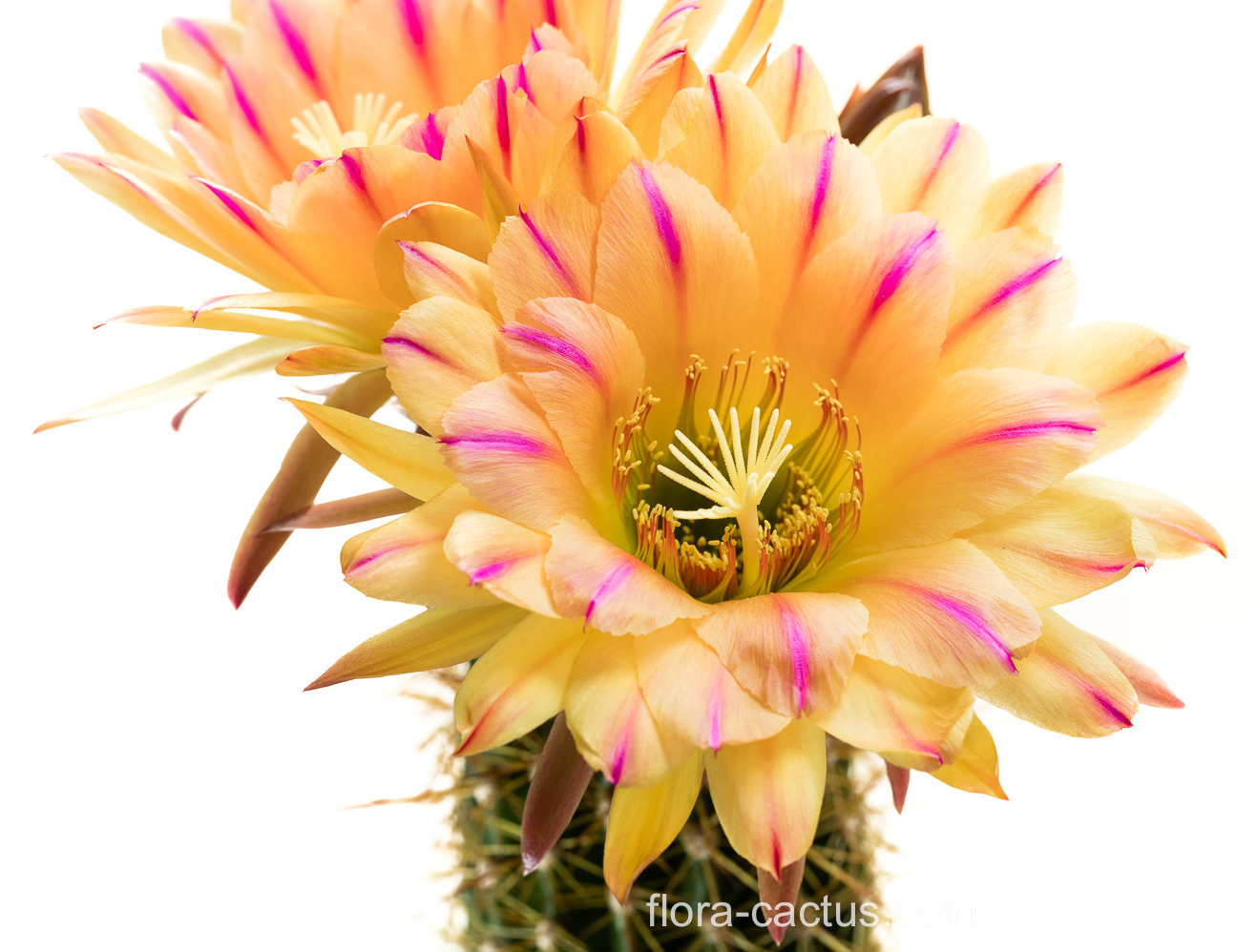 Trichocereus_Pink Stripes_4