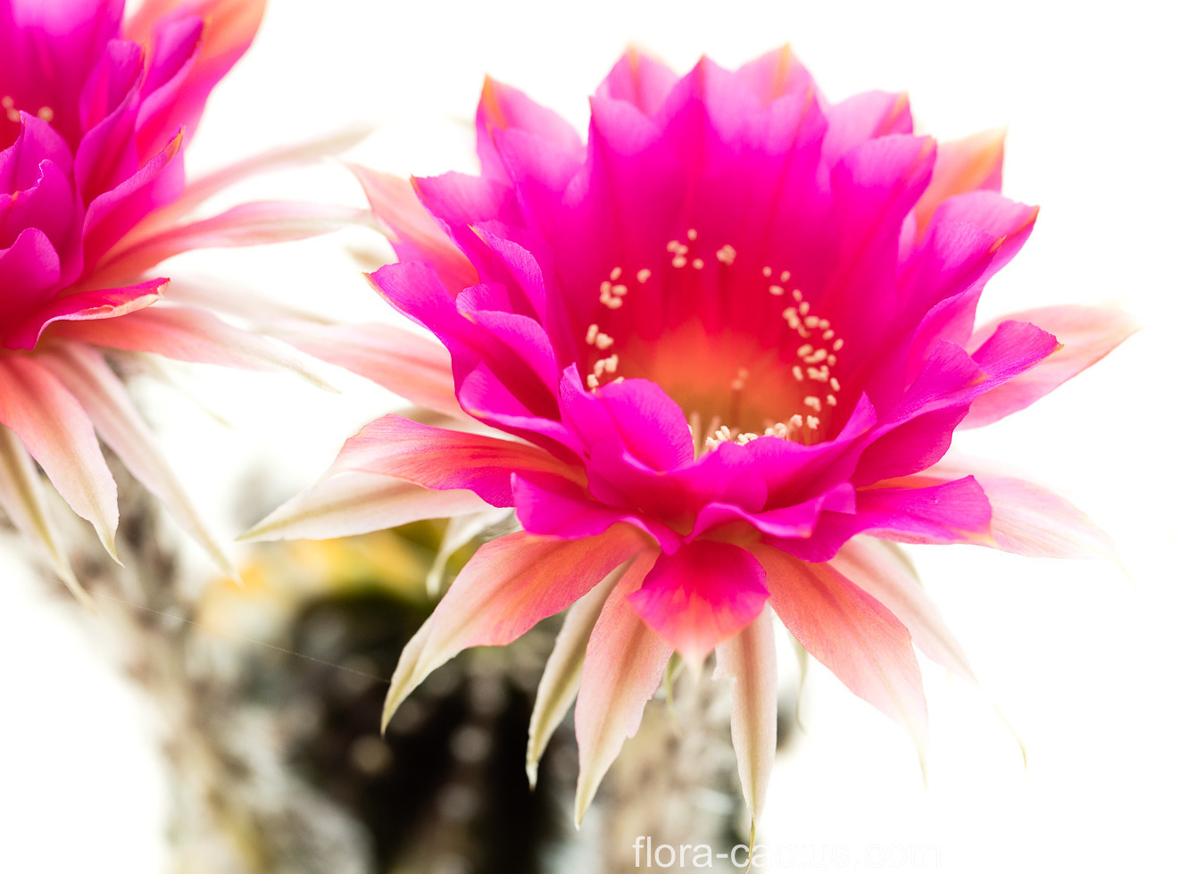 Echinopsis_Paradox1