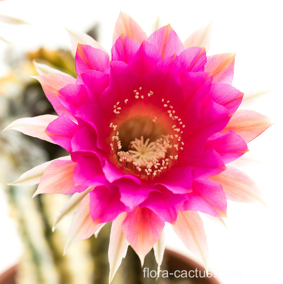 Echinopsis_Paradox2