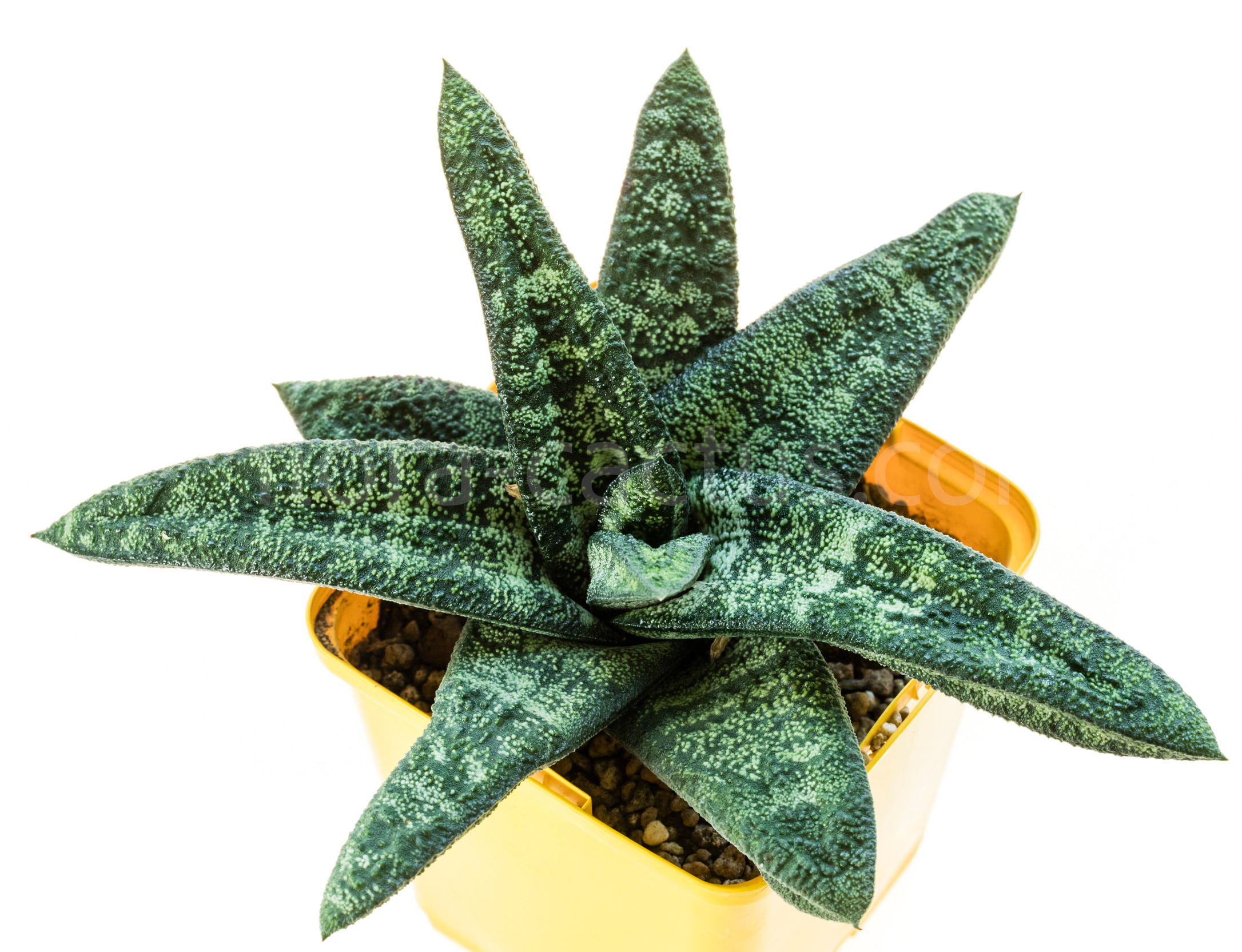 Gasteria_batesiana_Klipwal-1