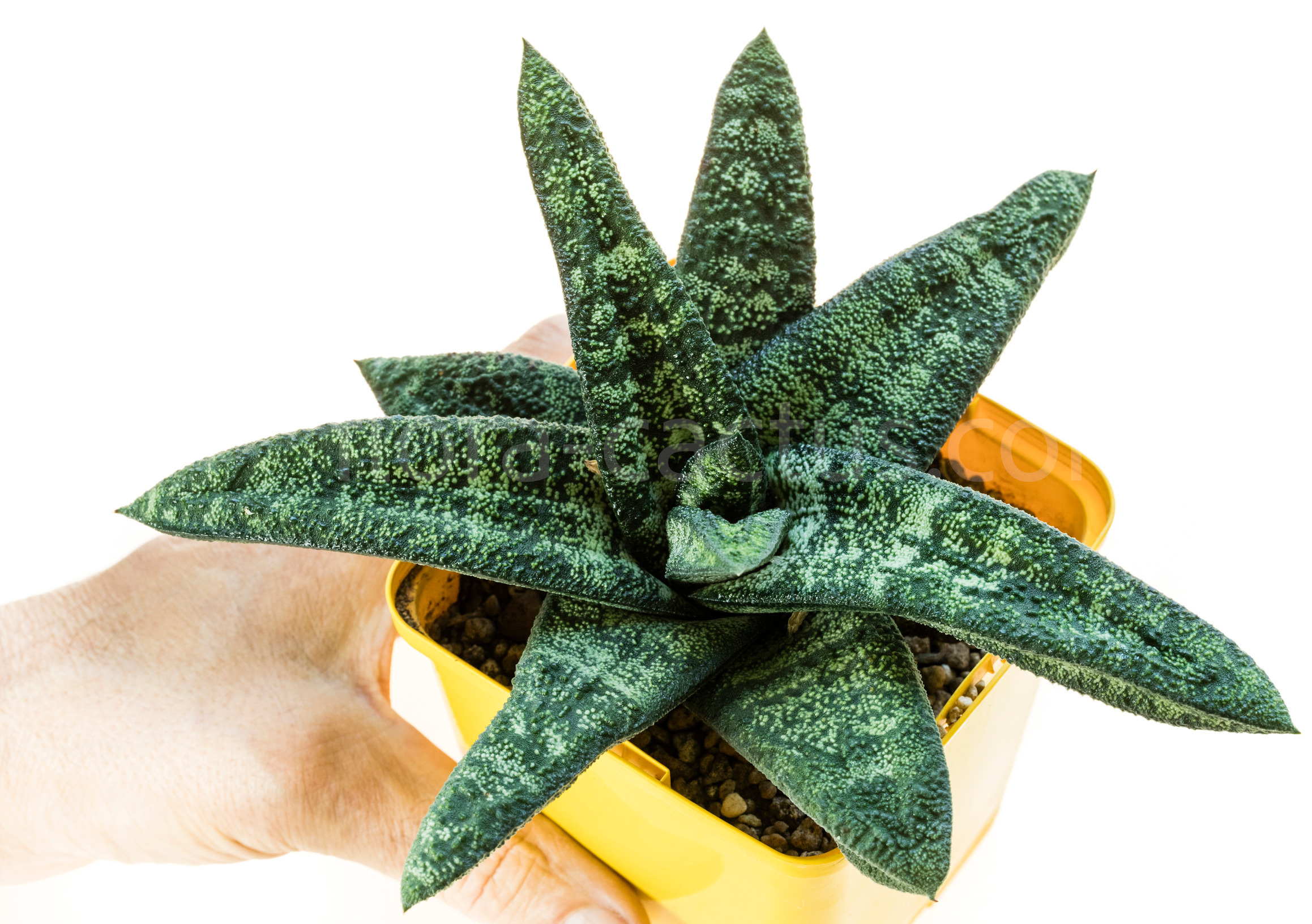 Gasteria_batesiana_Klipwal-2