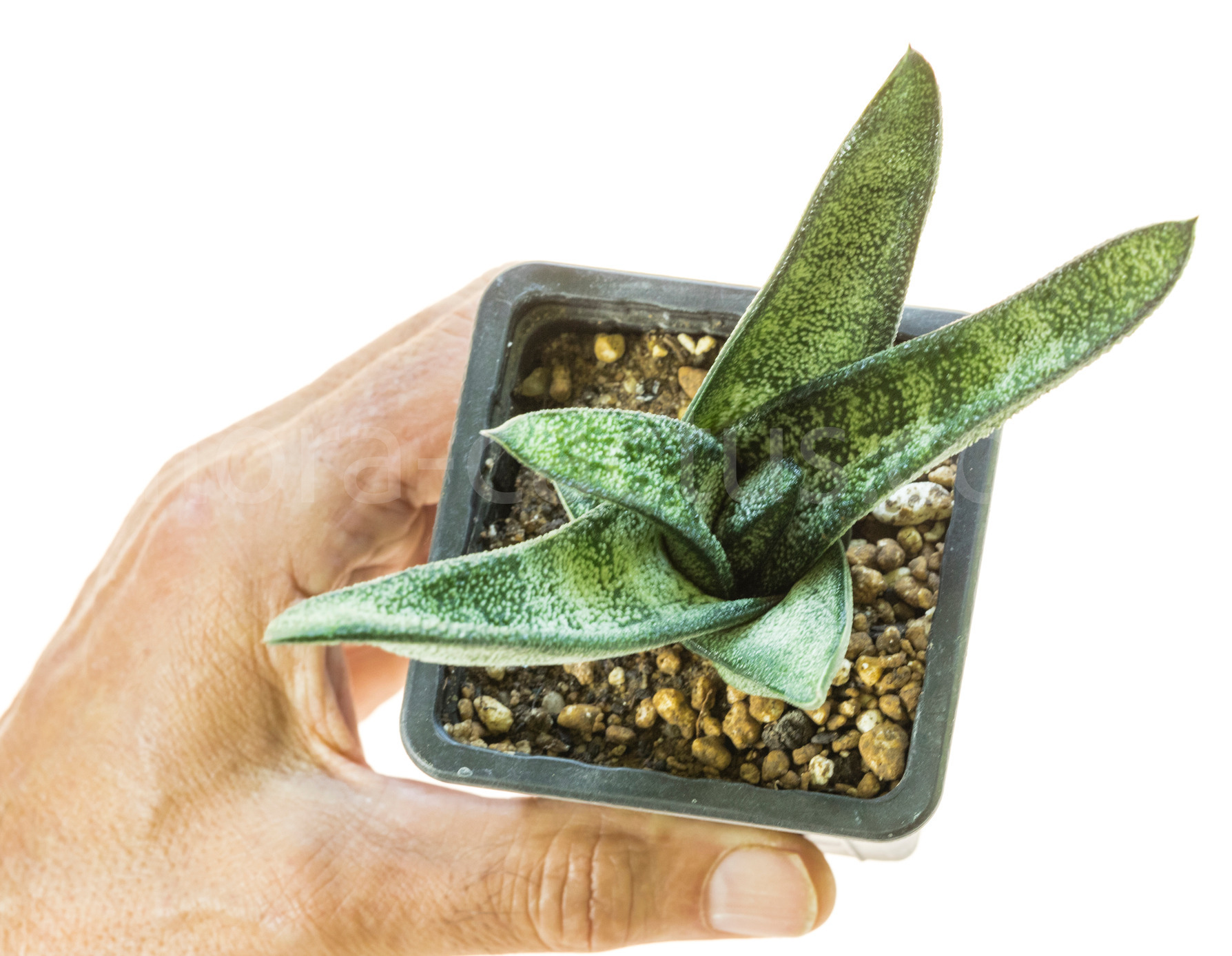 Gasteria_batesiana_Klipwal-4