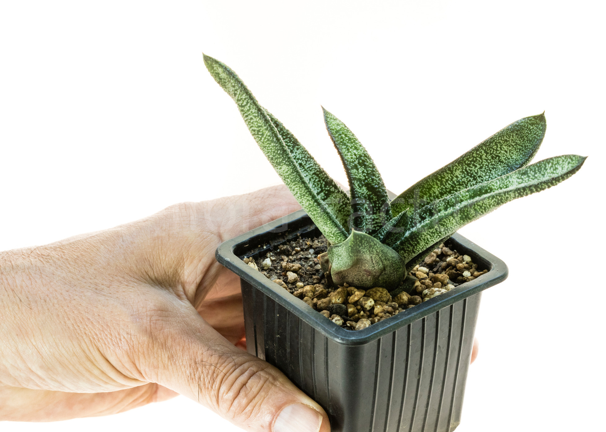Gasteria_batesiana_Klipwal-3