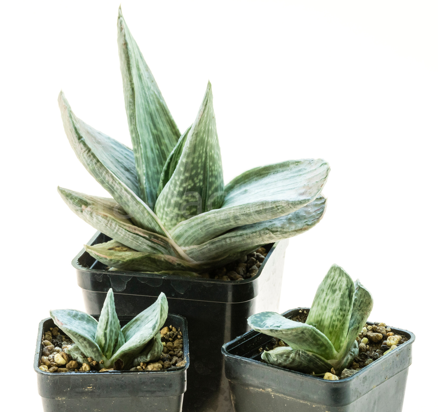 Gasteria_Silver_Fuji-1