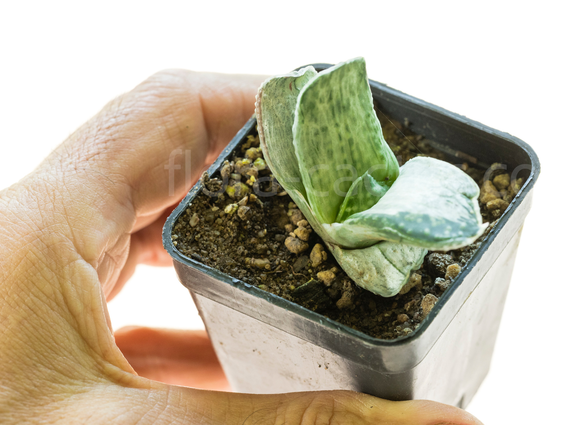 Gasteria_Silver_Fuji-5