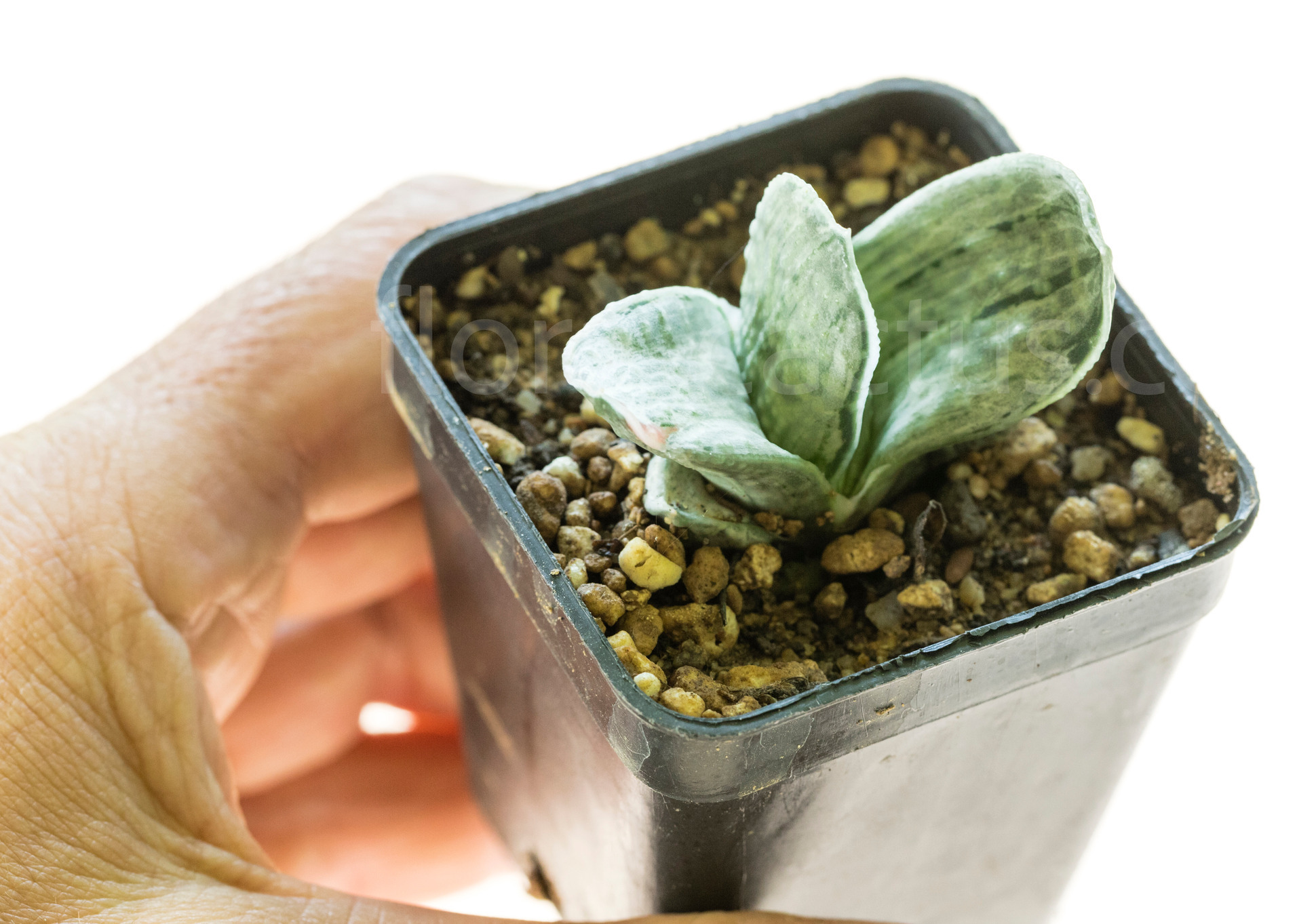 Gasteria_Silver_Fuji-4