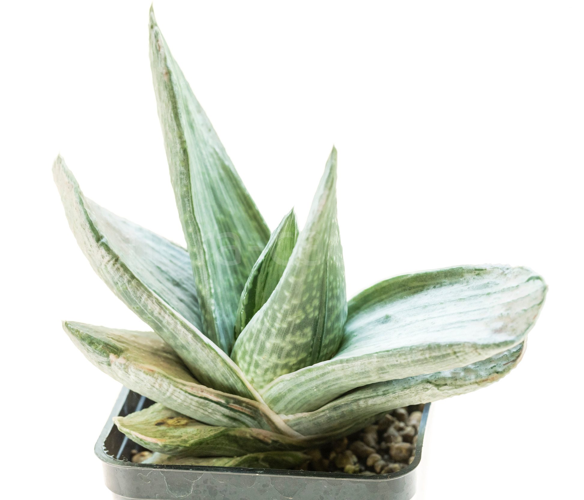 Gasteria_Silver_Fuji-3