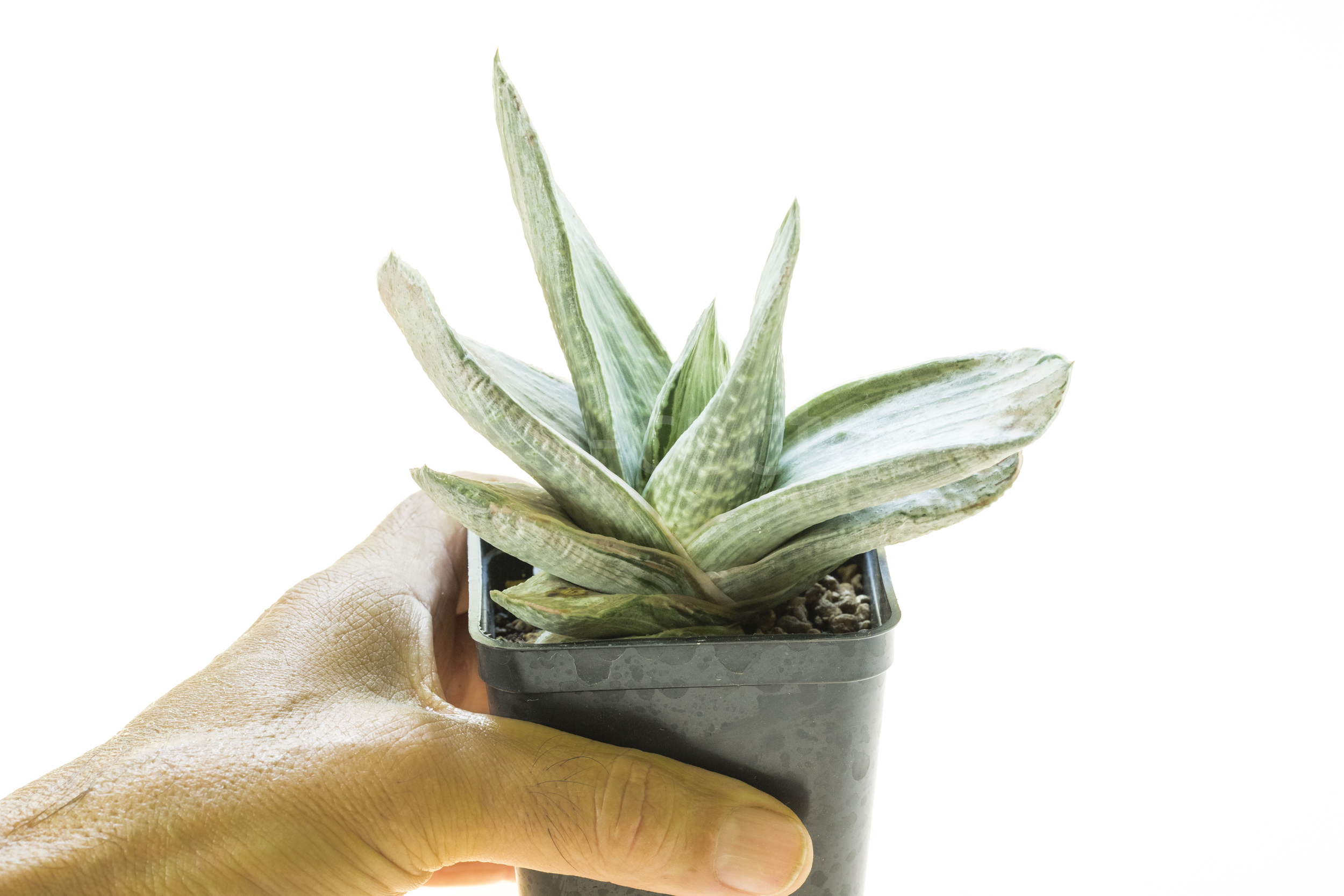 Gasteria_Silver_Fuji-2