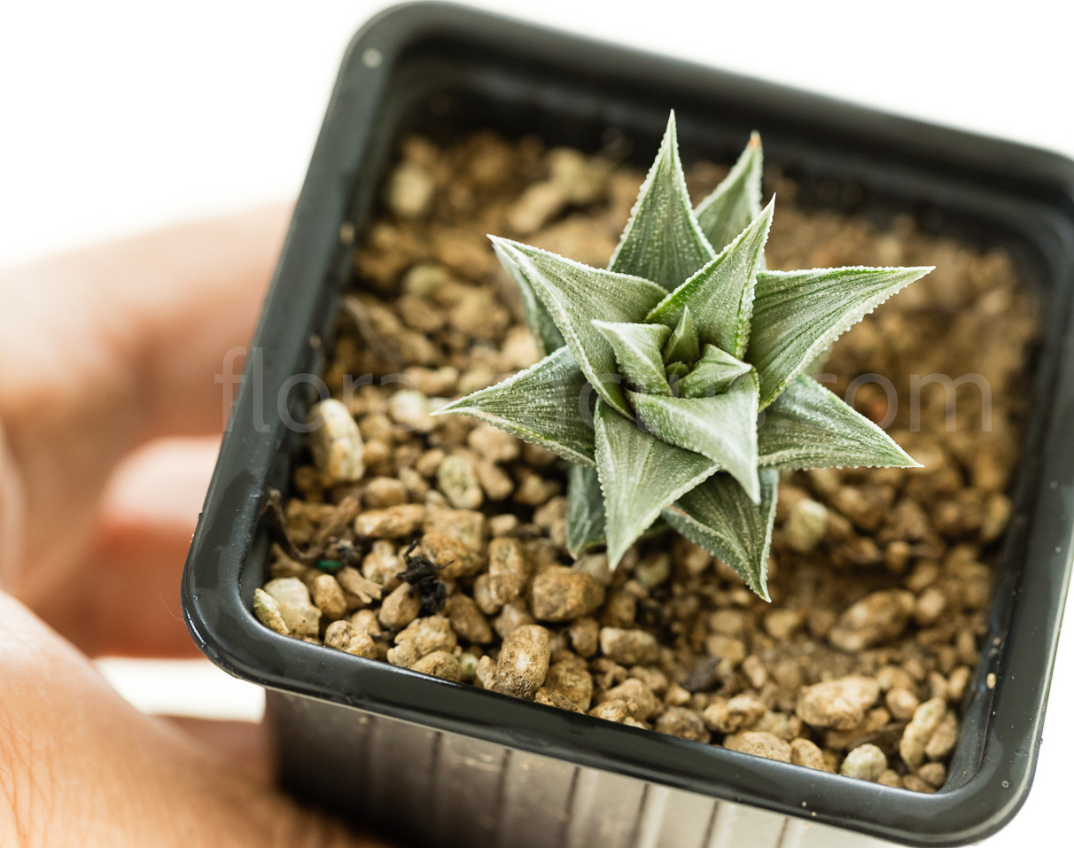Haworthia_viscosa_griseo-Variegata-1