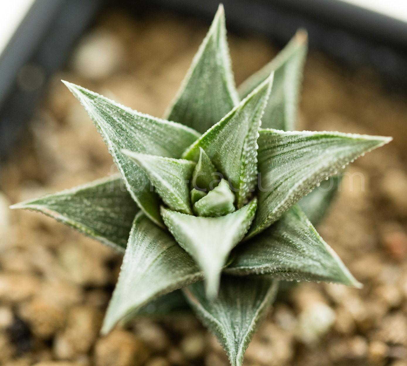 Haworthia_viscosa_griseo-Variegata-2