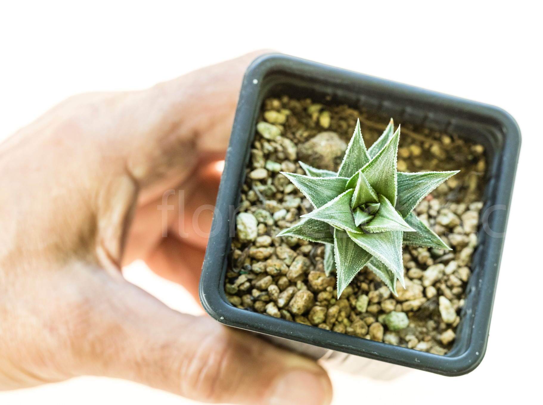 Haworthia_viscosa_griseo_Variegata-1