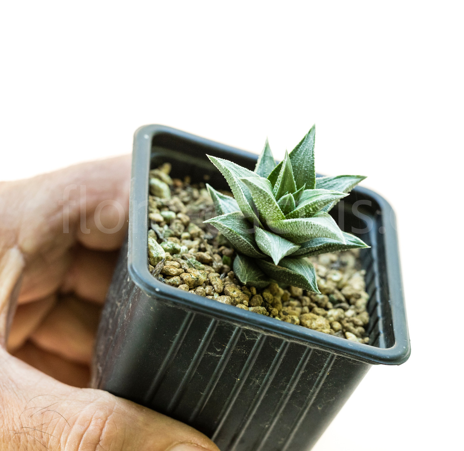 Haworthia_viscosa_griseo_Variegata-2
