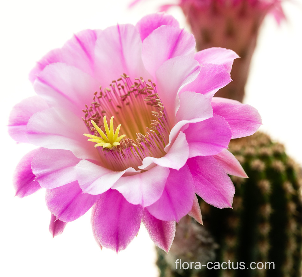 Akersia_Pink_Velvet-1