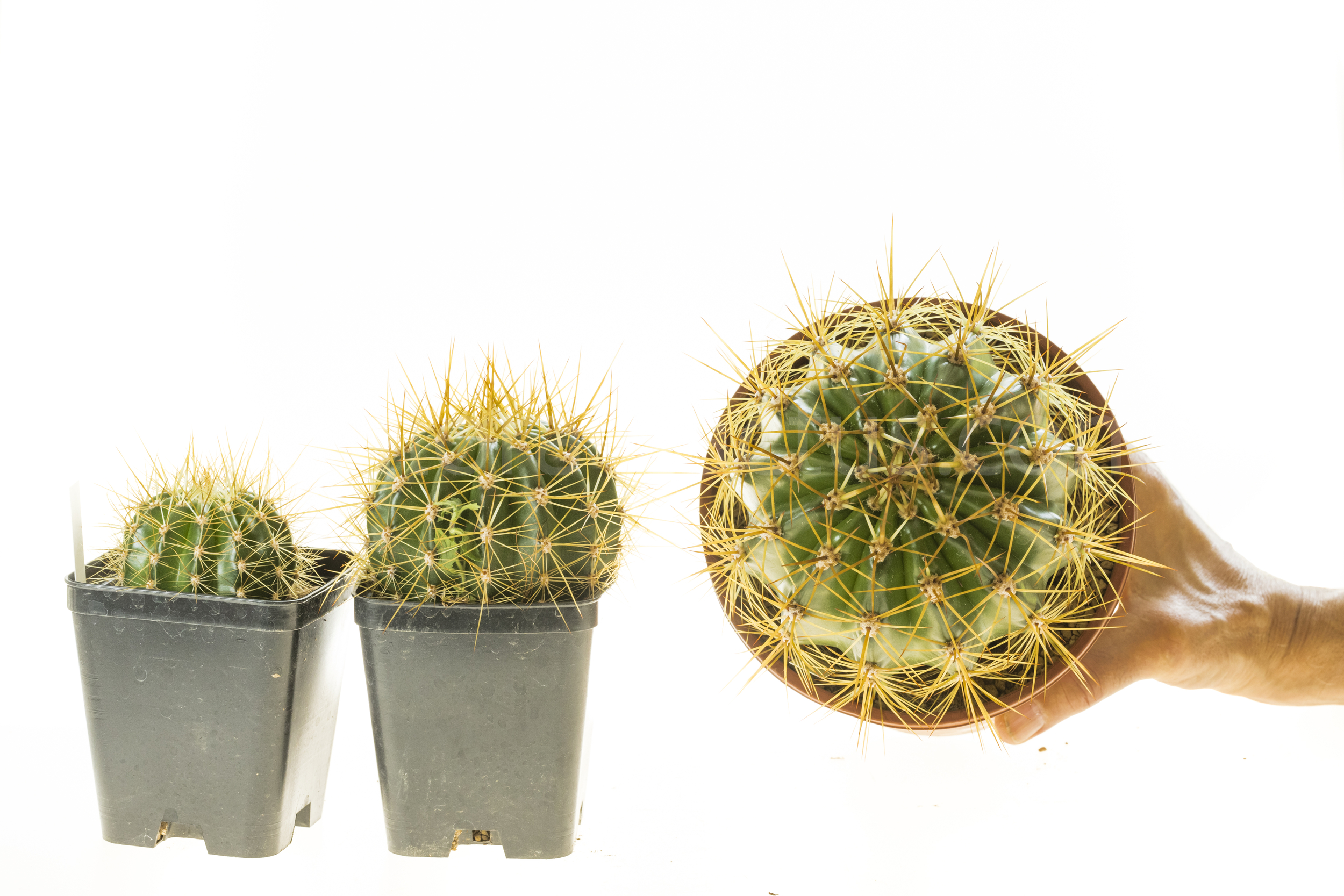 Trichocereus_Gräsers_SchönsteT1T2T3-5