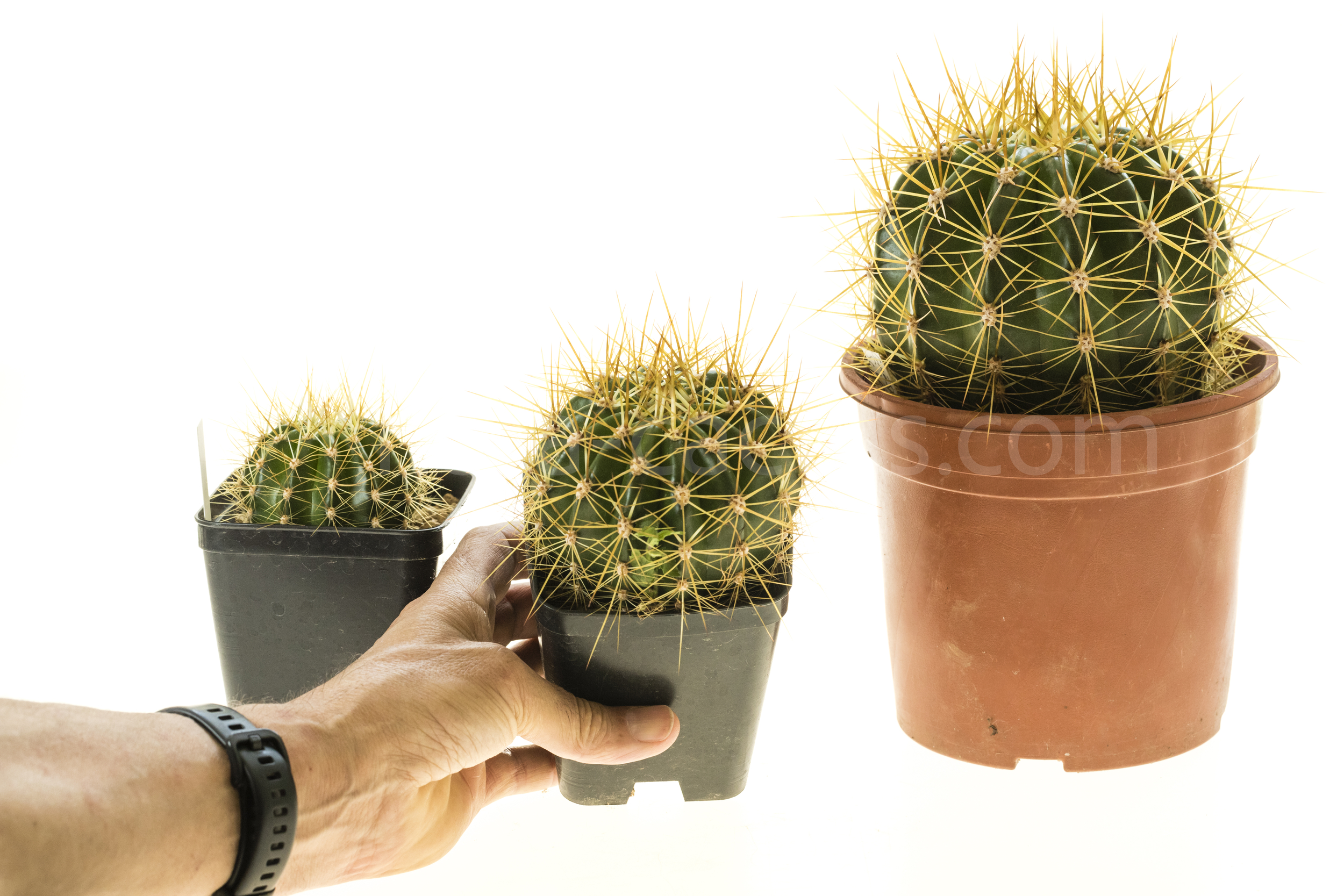 Trichocereus_Gräsers_SchönsteT1T2T3-2